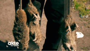 Selten fand der Zentralrat so drastische Worte. Und in der Tat duchziehen Bilder wie dieses (etwa bei 04.00) die Sendung. Roma werden mit Unrat, Ungeziefer und Verbrechen verknüpft, Ratten fungieren Leitmotiv die Reportage. (Bild: Screenshot aus der Sendung/Sat1)